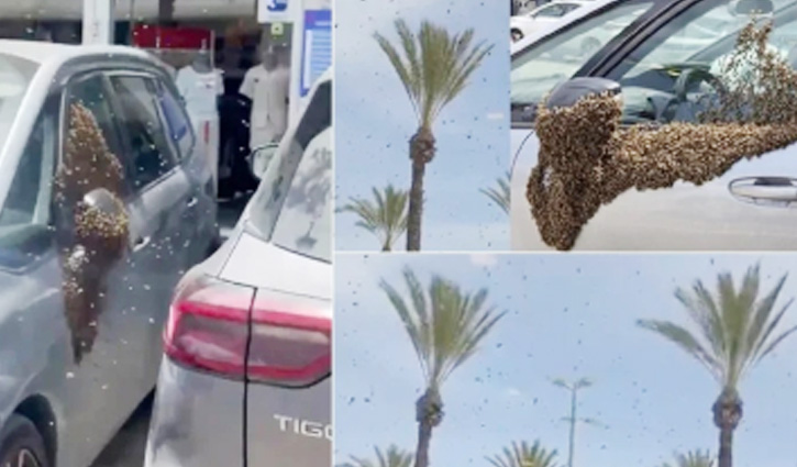 ইসরায়েলের শহরে হাজার হাজার মৌমাছি, আতঙ্কে ঘরবন্দী মানুষ